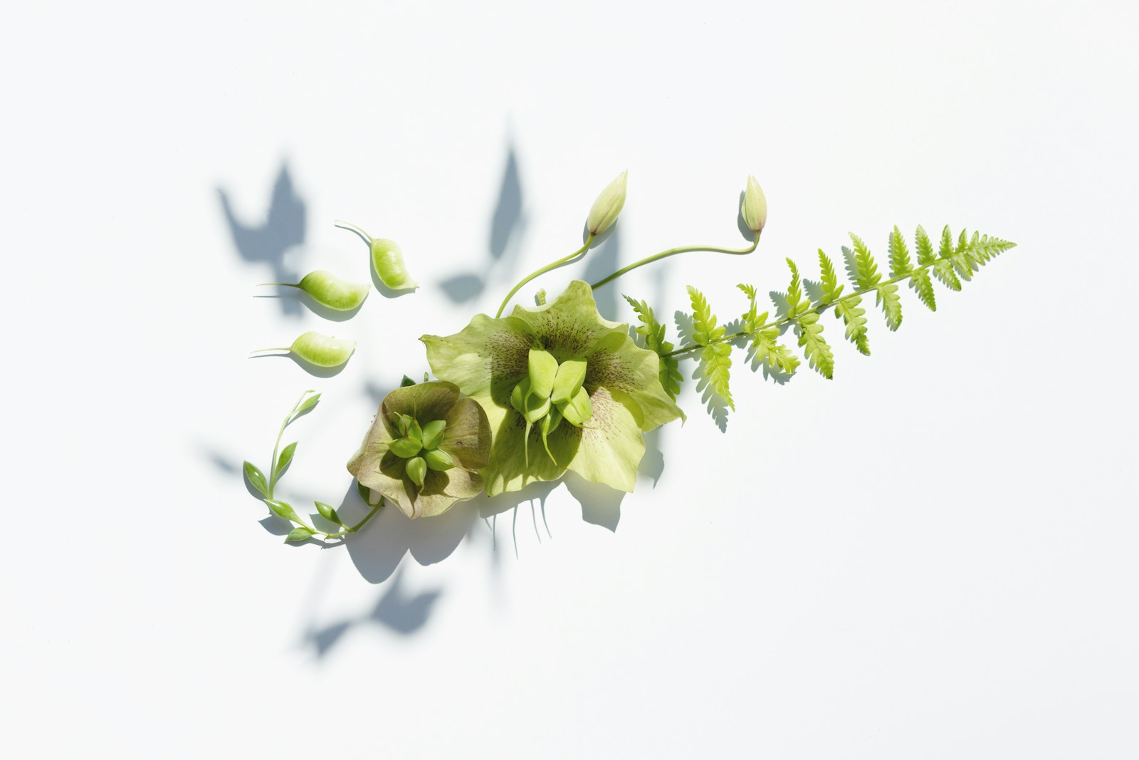 Green floral arrangement casts a shadow.